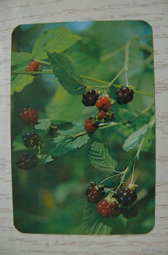 Календарик, 1991, Ягоды.