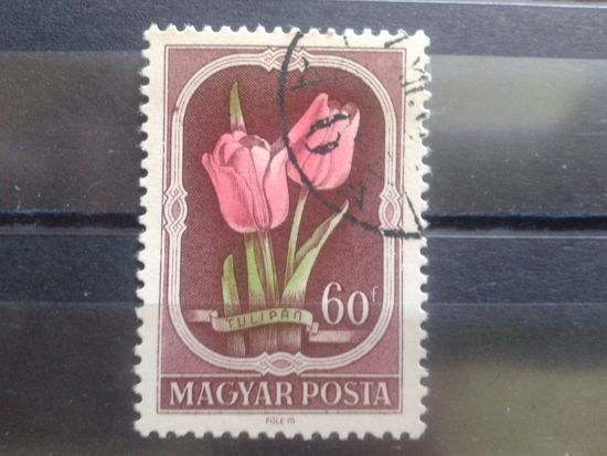Венгрия 1951 Тюльпаны
