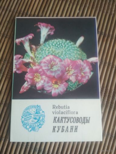 Карманный календарик.1985 год. Кактусоводы Кубани