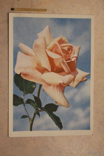 Карточка почтовая,чистая 1963 г