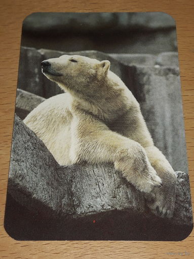 Календарик 1989 Международная лотерея солидарности журналистов. Фауна. Белый медведь