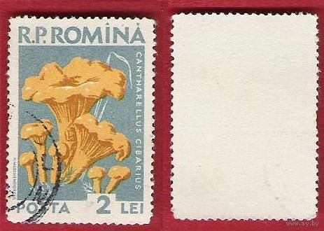 Румыния 1958 Грибы