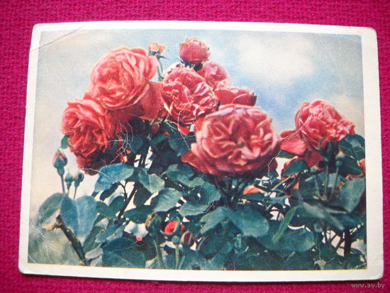 Розы. Бочинина. 1957 г.
