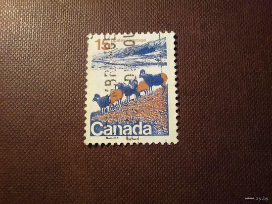 Канада 1972 г.Снежный баран , Западная Канада.
