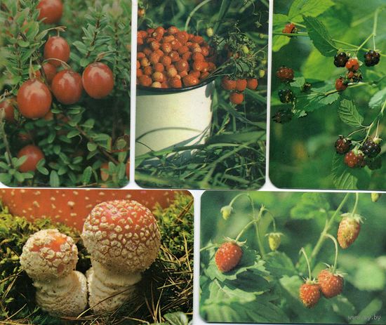Календарики  Природа 1991