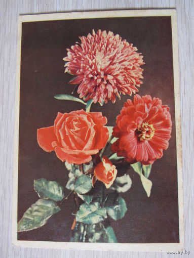 Цветы фото Г. Самсонова. 1957.