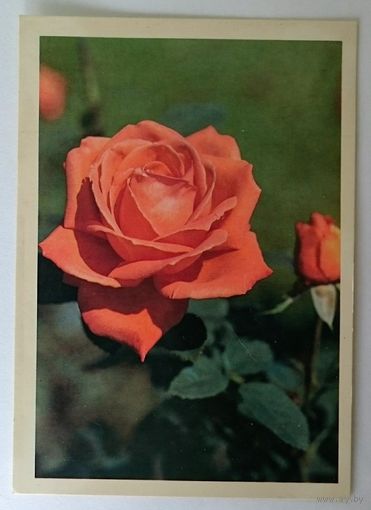 Открытка роза ,супер стар ,1982 г. чистая