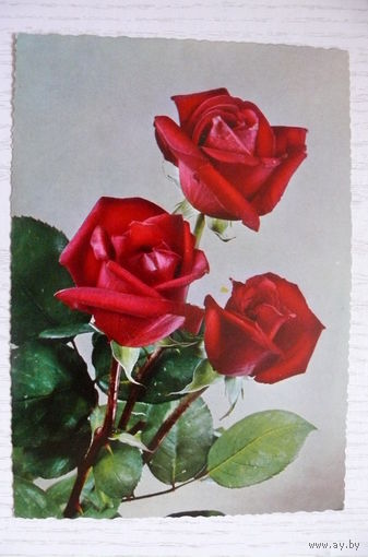 Открытка, Розы; чистая (изд. Германия).