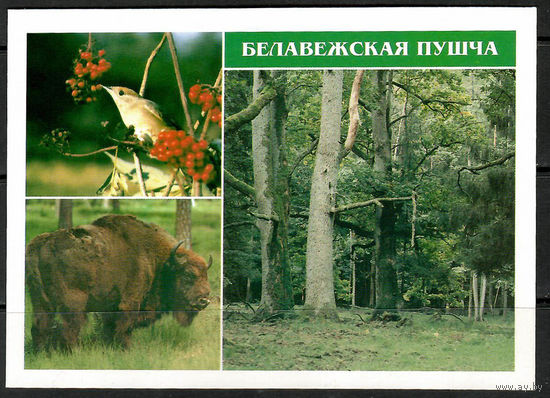 Почтовая карточка "Беловежская пуща"(Н).   Маркированная