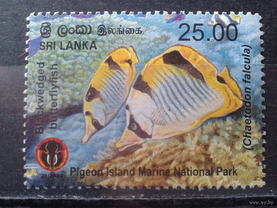 Шри-Ланка 2014 Рыбы