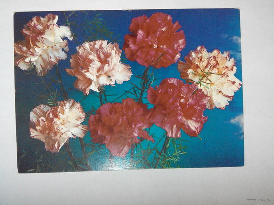 Костенко П. Цветы 1989 год #0044-FL1P22