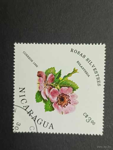 Никарагуа 1986. Дикие розы