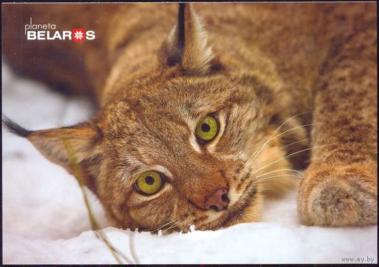 Беларусь 2019 посткроссинг открытка фауна рысь