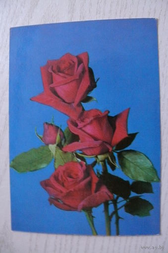 Розы, 1972, чистая (ГДР).