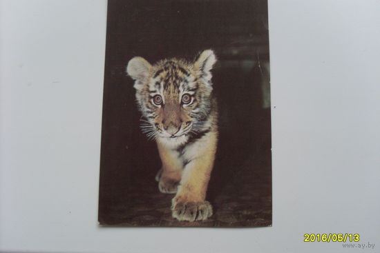 Открытка фото Бавыкина "Амурский тигренок" 1988 год