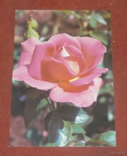 Открытка "Роза "Гейл Борден"" 1988г. чистая