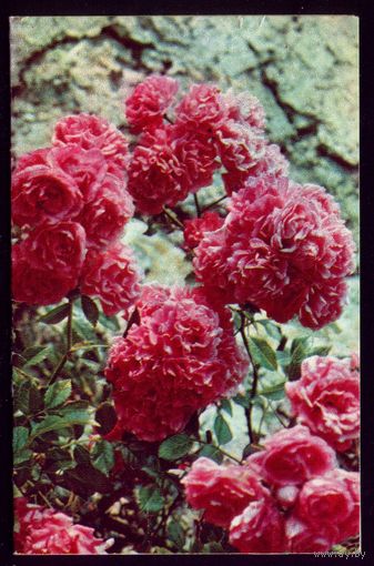 1972 год Р.Папикьян Полиантовые розы