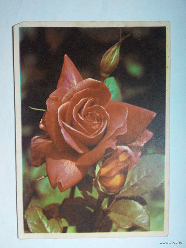 Открытка. Связьиздат. Роза. Цветы. 1950-е года #0001-FL1P01