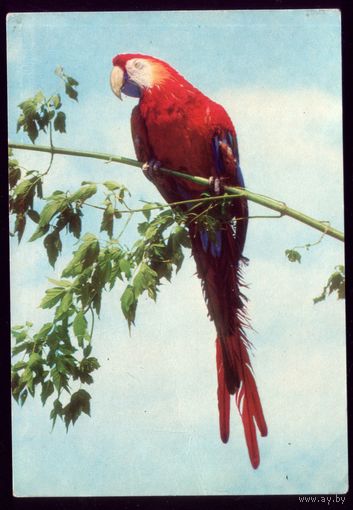 1972 год Красный ара