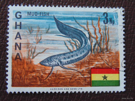 Гана. Морская фауна.