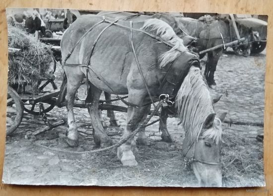 Фото лошади с телегой. 1950-е. 15х22 см