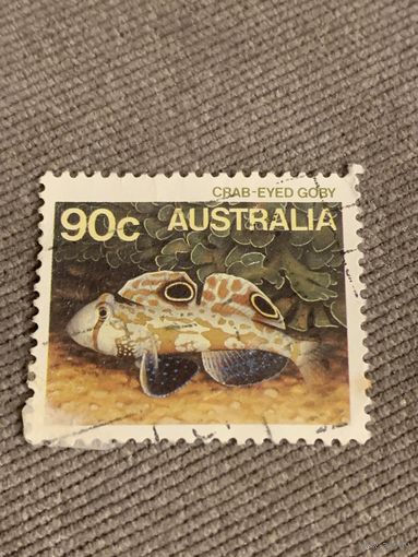 Австралия. Фауна. Рыбы. Cbab-Eyed Goby