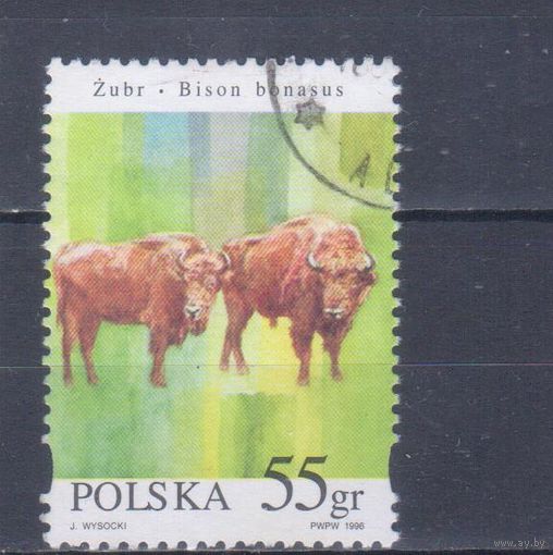 [2406] Польша 1996. Фауна.Зубры. Гашеная марка.