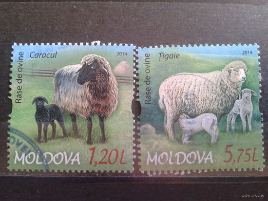 Молдова 2014 Овцы полная серия Михель-3,5 евро гаш