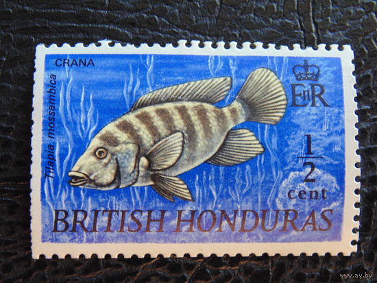 Британский Гондурас. Мозамбикская Тилапия. Фауна. 1969 г.