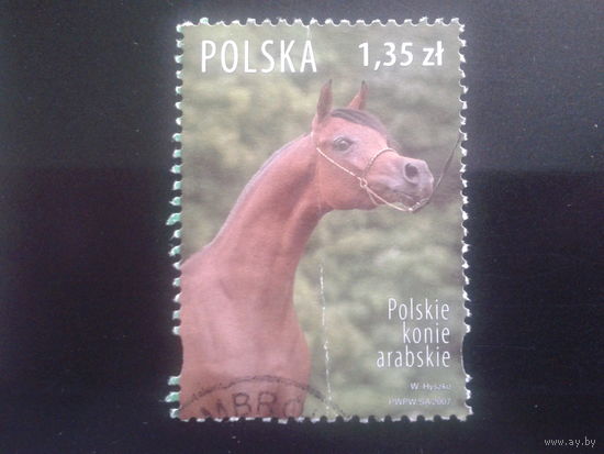 Польша 2007 лошадь