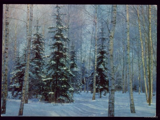 1968 год В.Барановский Беларусь Зiмовы лес