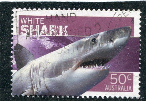 Австралия. Белая акула, зуб.14