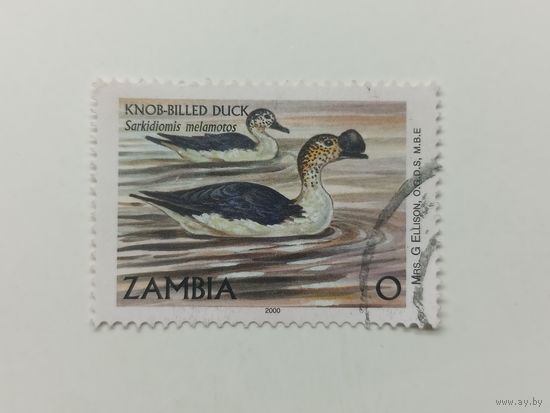 Замбия 2000. Шишкоклювая утка