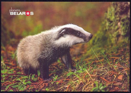 Беларусь 2019 посткроссинг открытка фауна барсук