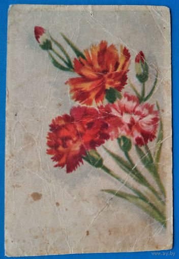 Коротков В. Цветы. 1950-е г. Подписана