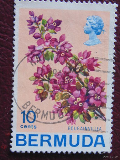 Бермуды 1970 г. Бугенвиллия.  Цветы.