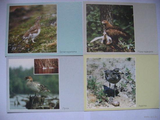 Почтовая  карточка 2000 птицы. 4 карточки