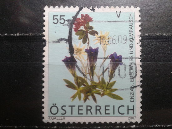 Австрия 2007 Стандарт, цветы Михель-1,1 евро гаш