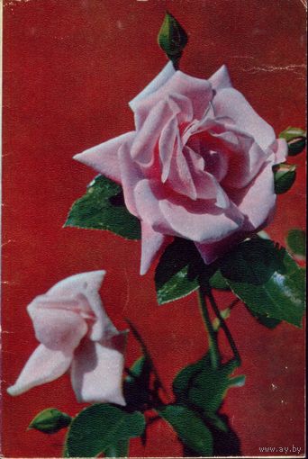 Розы 1970 год В.Герман