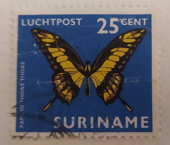 Суринам, бабочка