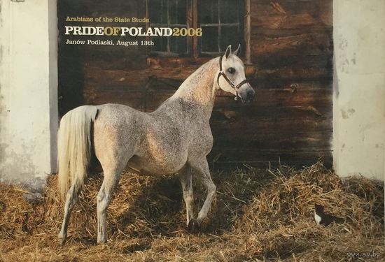 PRIDE OF POLAND – Arabian Horse Days, 2006