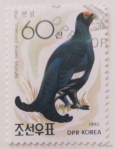 Корея 1992, тетерев