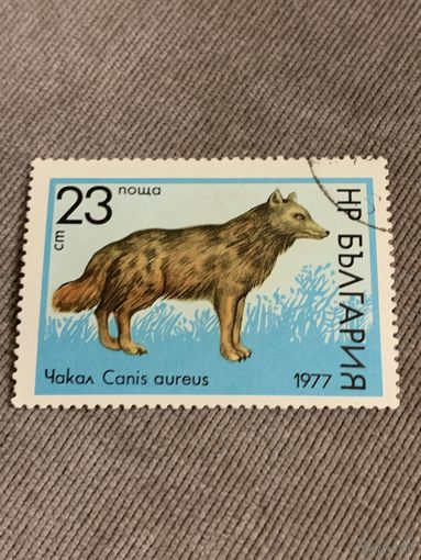 Болгария 1977. Фауна. Canis aureus. Марка из серии