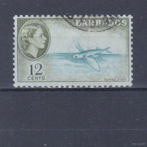 [1845] Британские колонии. Барбадос 1953. Елизавета II.Фауна.Летучая рыба. Гашеная марка.