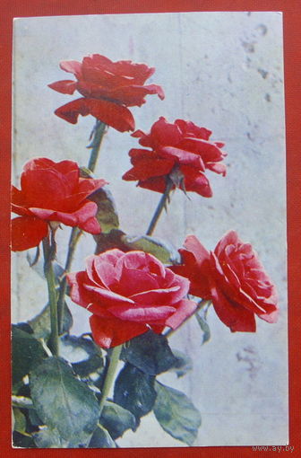 Розы. Чистая. 1973 года. Фото Колочкина. 1555.
