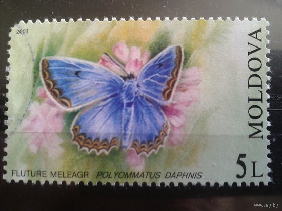 Молдова 2003 Бабочка, концевая марка Михель-3,5 евро гаш