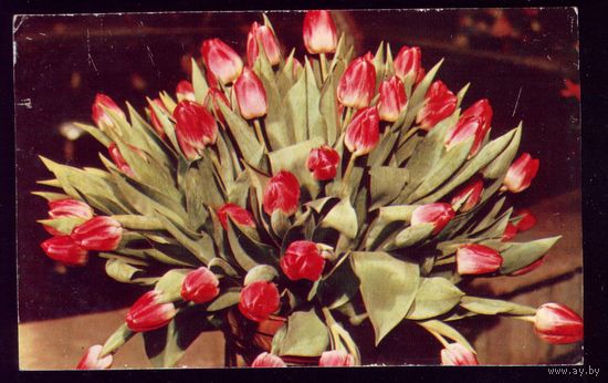 1973 год Б.Круцко Тюльпаны