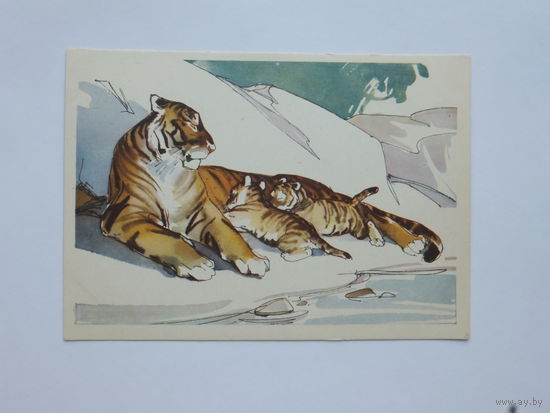 Алексеев Строганова тигрица с тигрятами 1964  10х15 см
