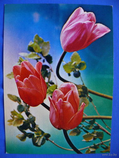 Костенко Г, Композиция с тюльпанами, 1986, чистая.