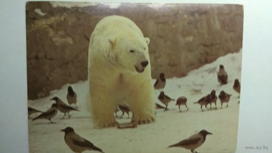 Открытка ,,в зоопарке,, 1982 г., чистая